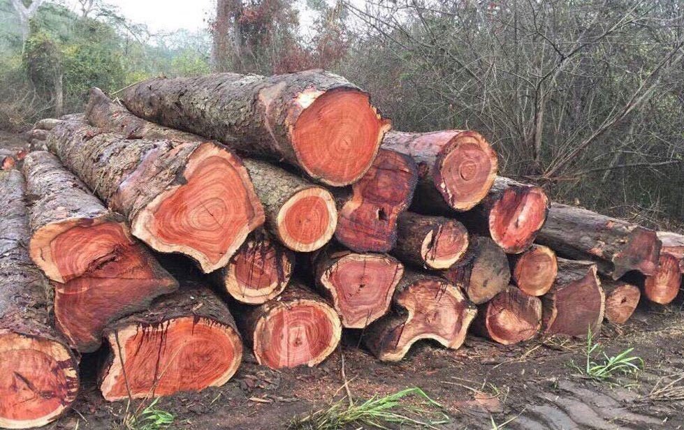 gỗ giáng hương